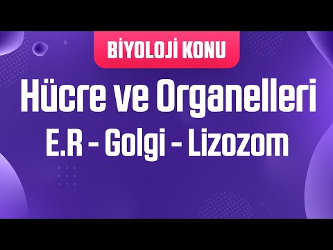 Hücre ve Organelleri : E.R - Golgi - Lizozom