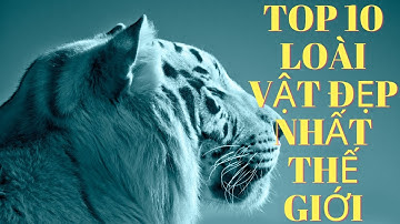 TOP 10 LOÀI VẬT ĐẸP NHẤT THẾ GIỚI, CÙNG EM TÌM HIỂU THẾ GIỚI ĐỘNG VẬT