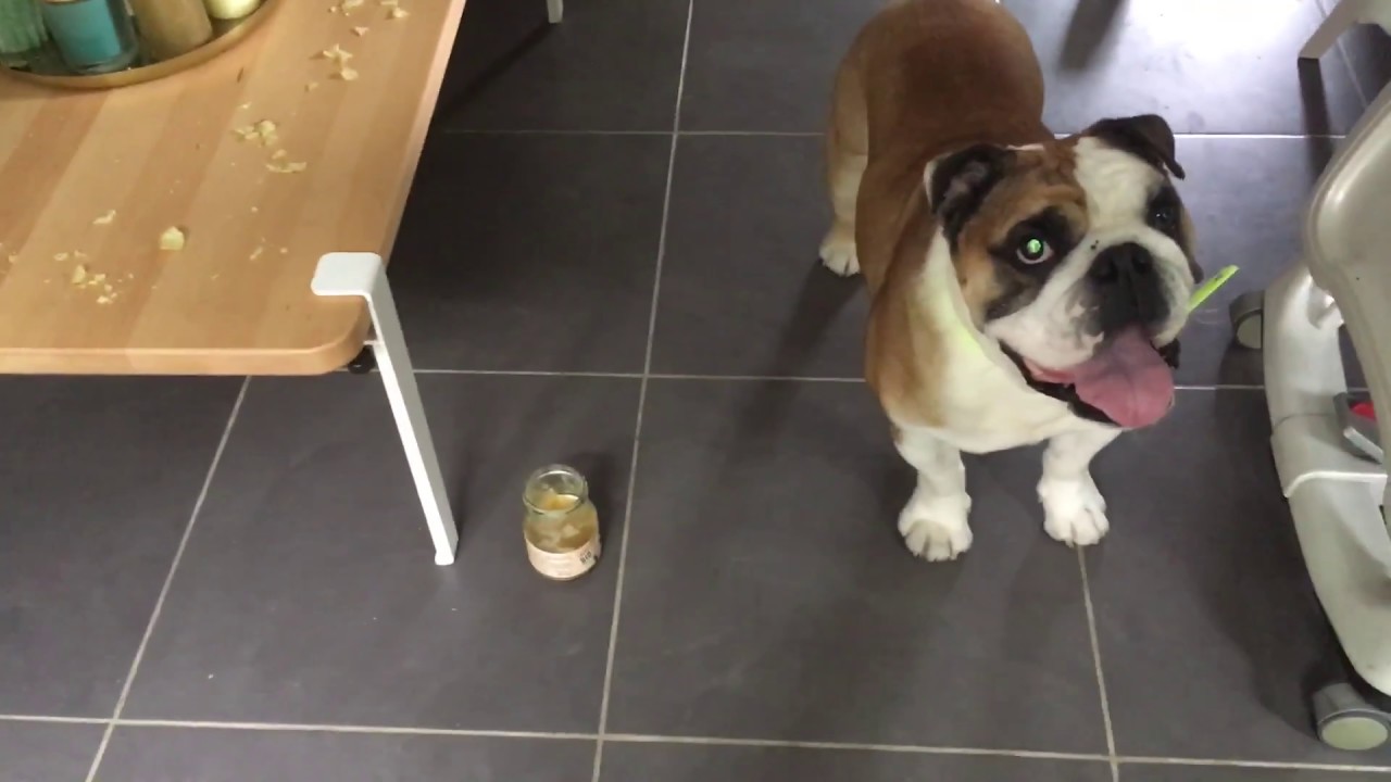 Mon chien vole de la nourriture 😨😨😨 EXPLICATION YouTube Mon chien vole de la nourriture 😨😨😨 EXPLICATION YouTube