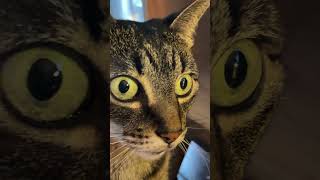 Olivia Being a Turkey