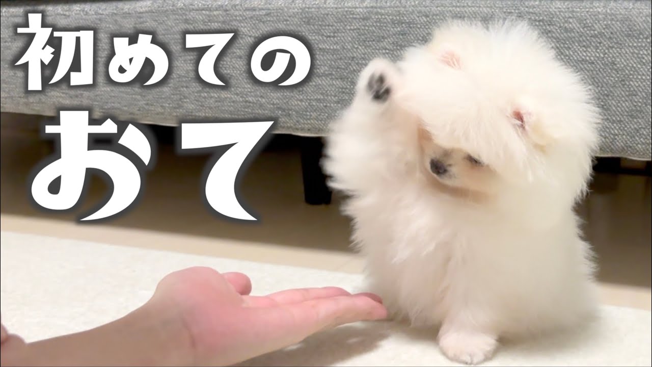 お迎え３日目でおてを覚えた子犬のポメラニアン