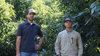 Pruning strategies - Virtual Avocado Field Day at Cal Poly