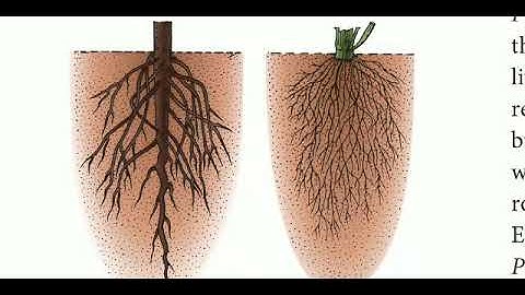11 std Bio Botany chapter-3 Vegetative morphology (Types of root)