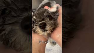ミニチュア・シュナウザー | ペットショップ マルワン 小さめ子犬 美形
