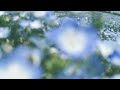 ネモネア。オリジナルMV(cover)