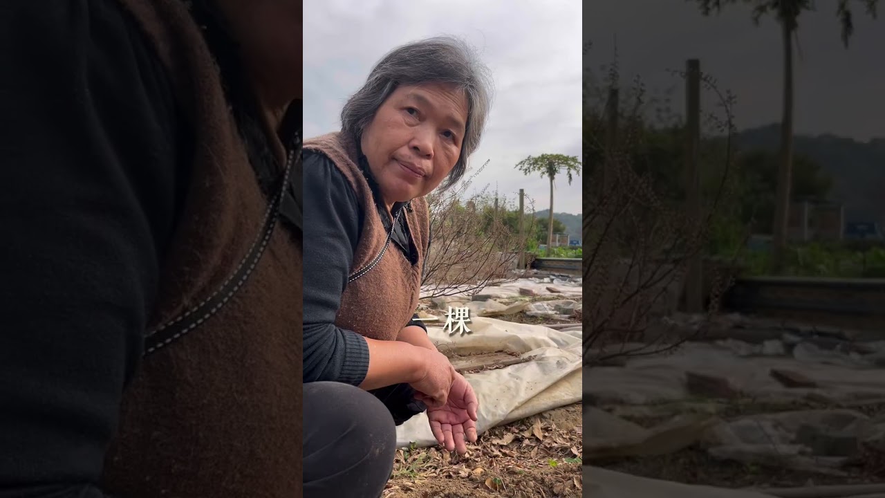 客家阿婆教你種地瓜