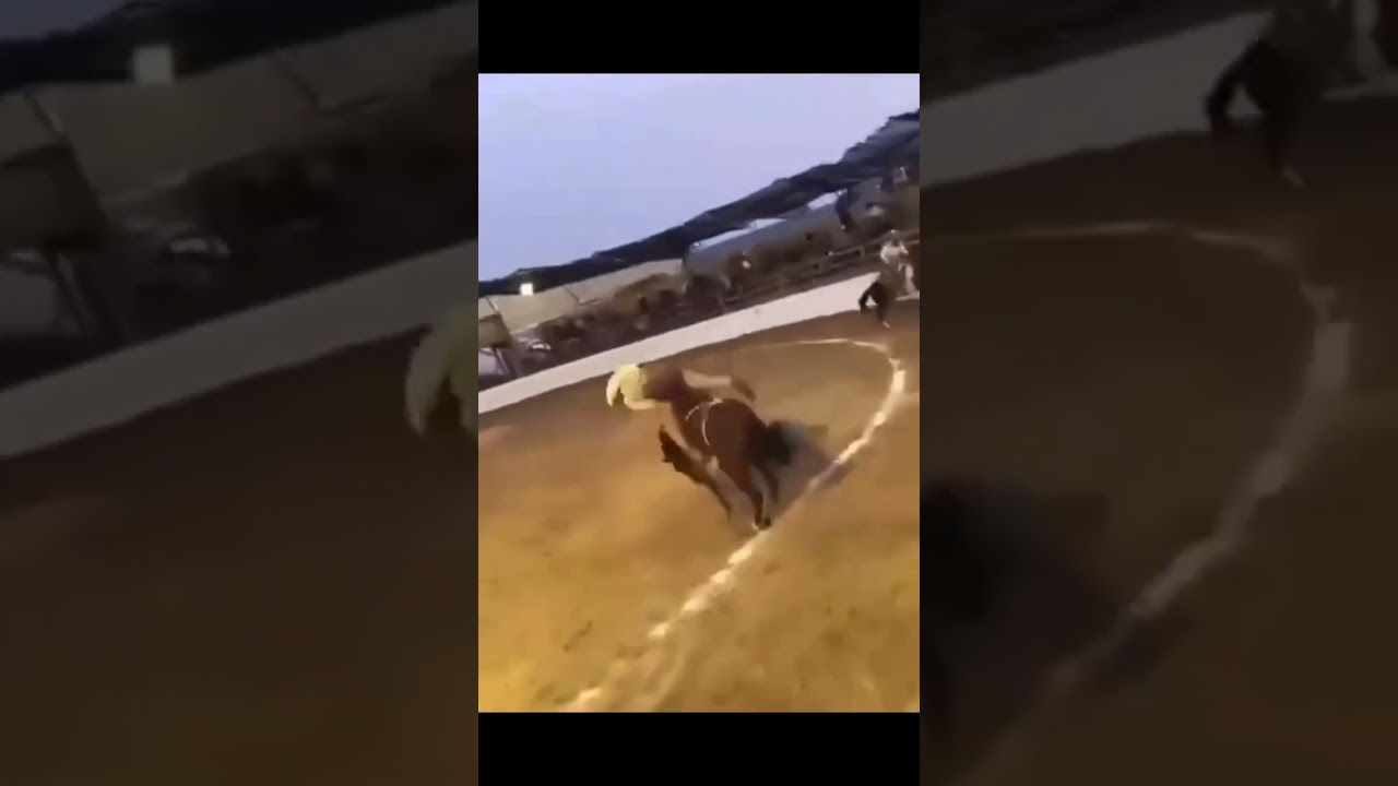 John Cena style horse riding 