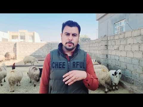 شلون تختار الغنم للجنيه افضل انواع الاغنام