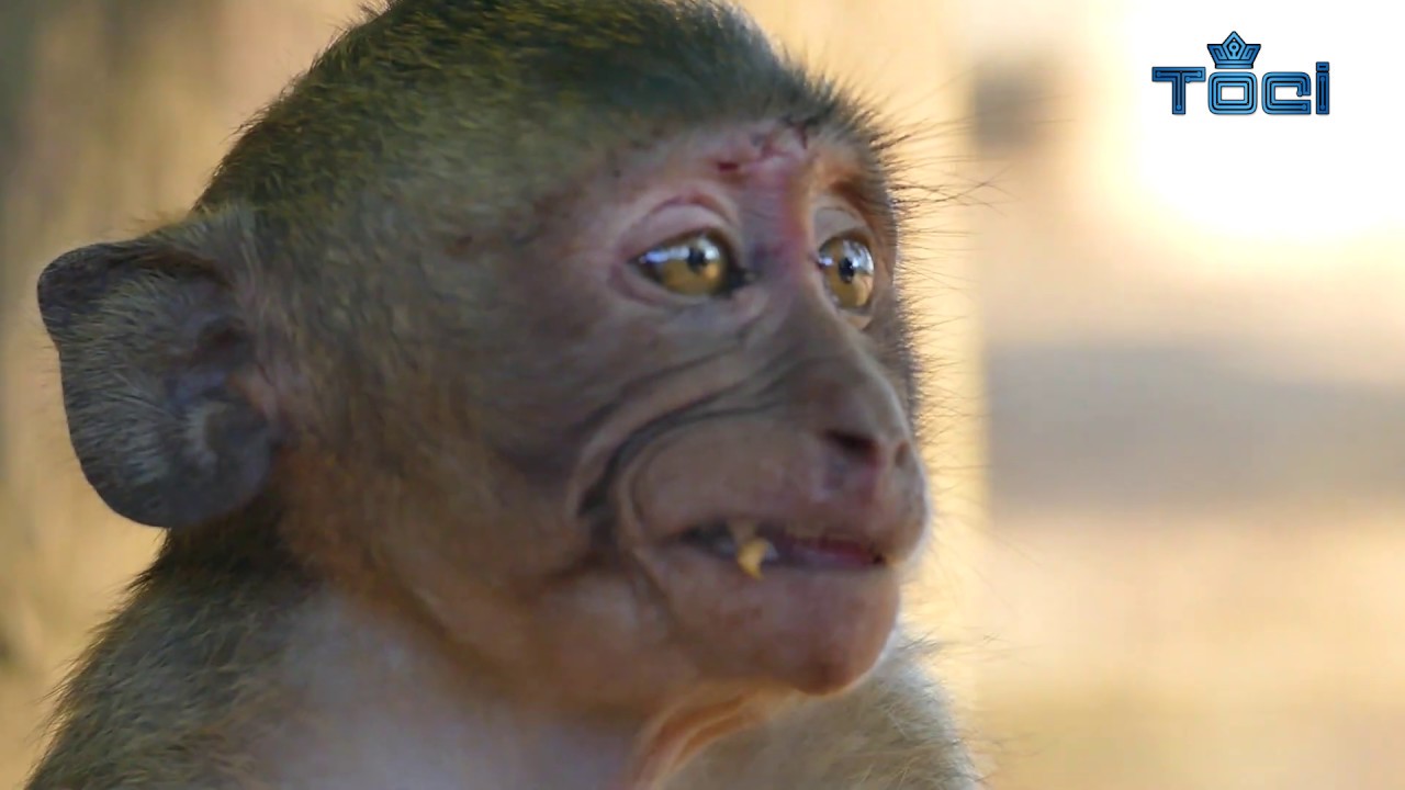 What Happen With Poor Orphan Jessie? She So Angry Now She Bite All Monkey Come To Her -  Tonći 127