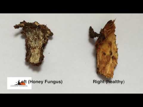 Video: Co je medová houba: informace o domácí houbě a možnosti léčby