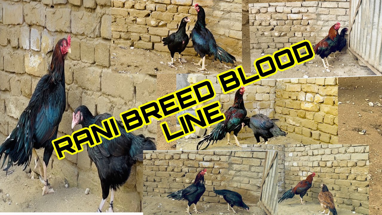 ❤️💁AJ RANI KI BLOOD KA SHOOK KRY ❤️