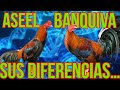 Aseel y banquiva sus diferencias y caractersticas