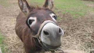 Asik Fakir - Essek Sipalari.