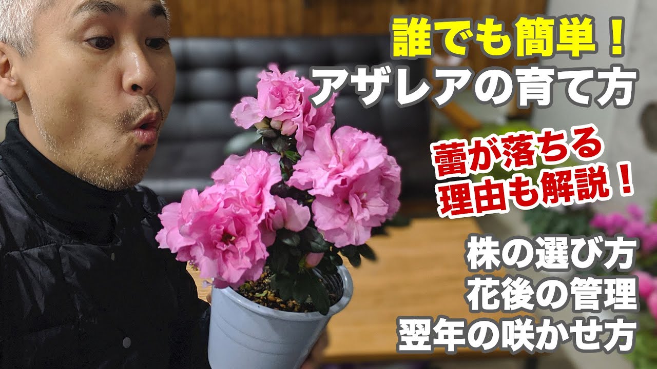 アザレアの育て方 花がら摘み 鉢植え 植え替えの土 剪定の方法など Youtube