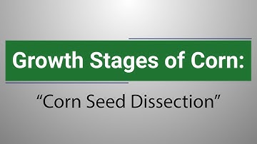 Growth Stages of Corn: Corn Seed Dissection