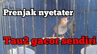 prenjak nyetater langsung gacor ngeplong