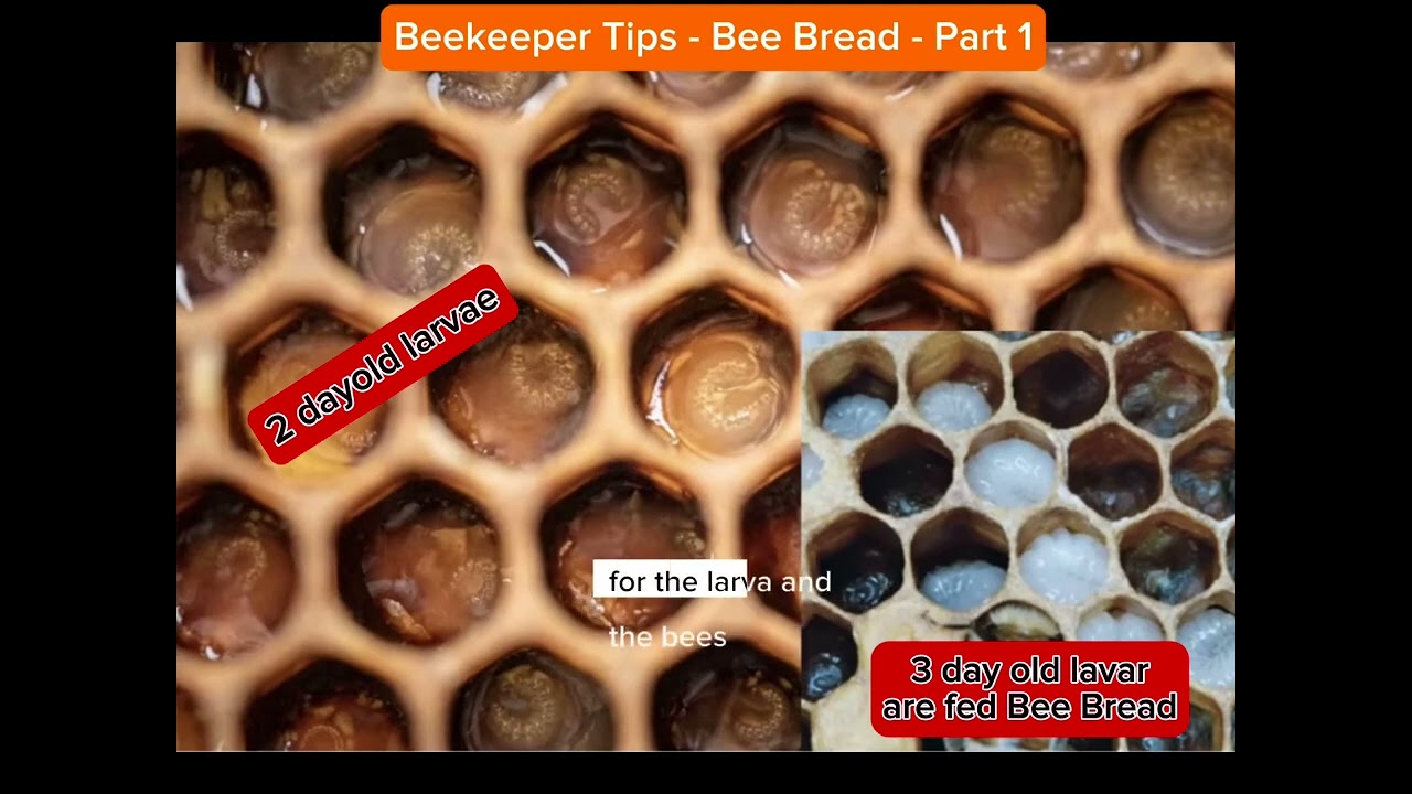 Beekeeper Tips - Bee Bread - part 1