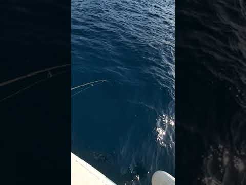 Bodrum Güvercinlik Mırmır