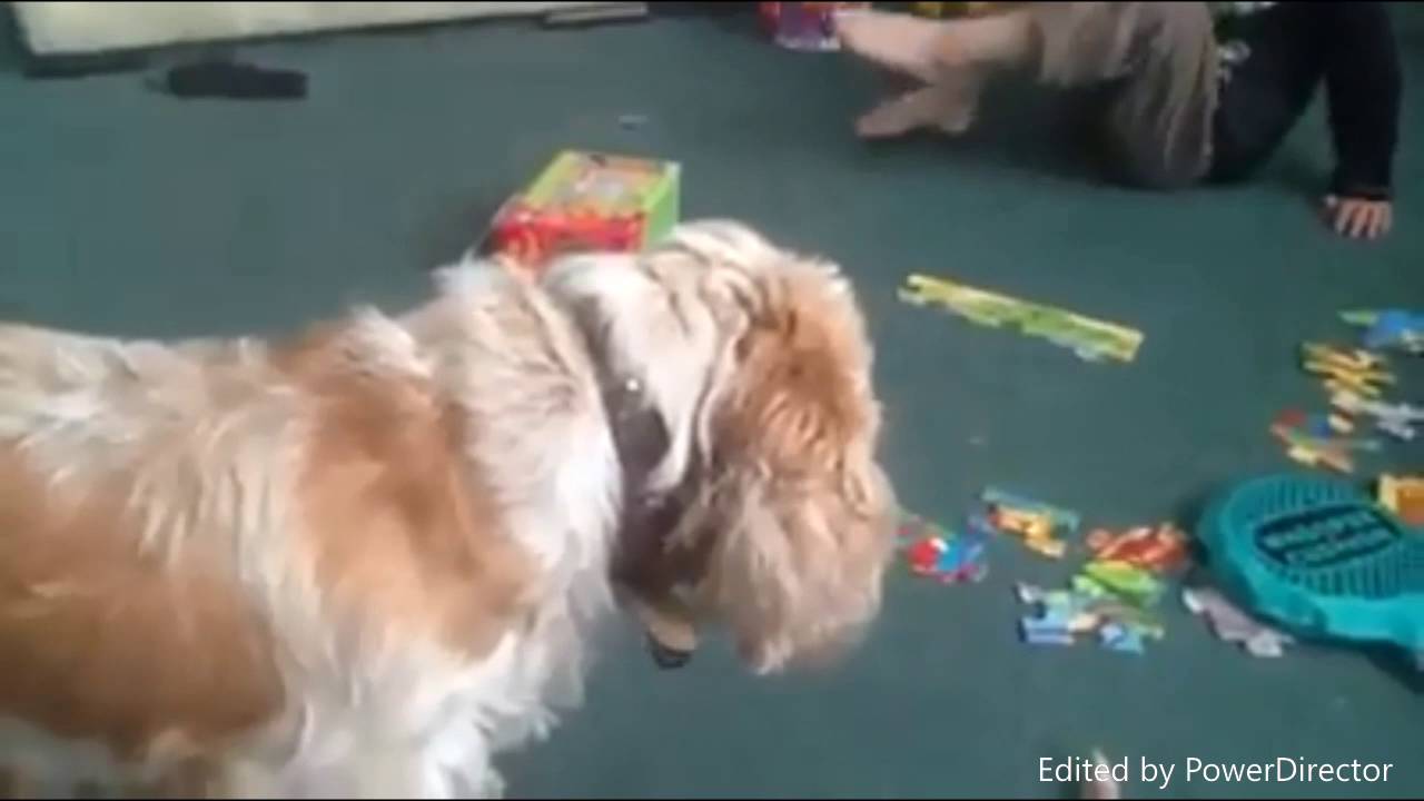 Dog scared by whoopie cushion YouTube