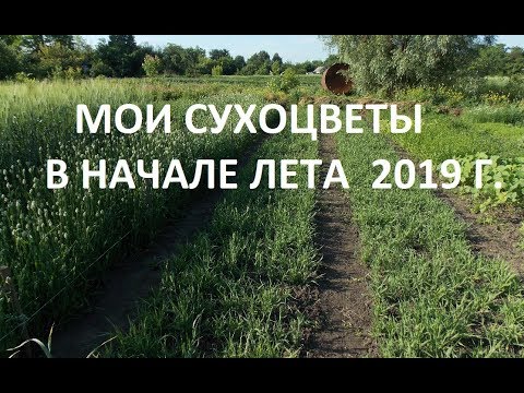 МОИ СУХОЦВЕТЫ! НАЧАЛО ЛЕТА. ОБЗОР!!!