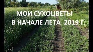 МОИ СУХОЦВЕТЫ! НАЧАЛО ЛЕТА. ОБЗОР!!!