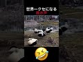 クセになる鳴き声