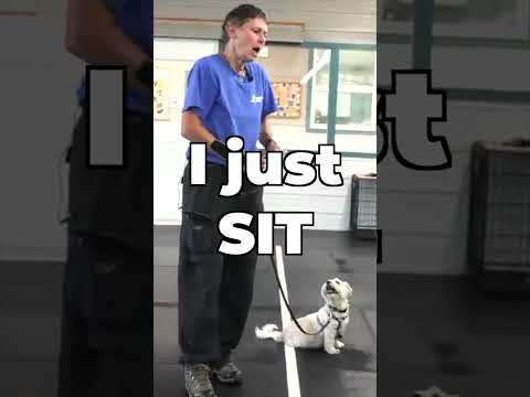 Video: Kan inte komma ut för att gå med hunden? Prova dessa enkla träningspassar istället