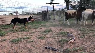 Australian Working Kelpie training on sheep at 14 months