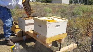 Searching for the Queen in a hot hive - prior to requeening