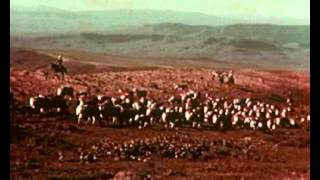 Crystal Boys - Tiger