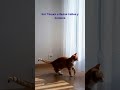 Кот Тошка и белая тайна у окошка