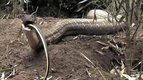 Thế giới động vật - Rắn khổng lồ săn mồi