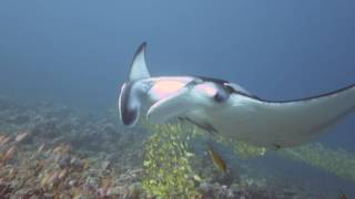 Manta Cleaning Stations in Maldives