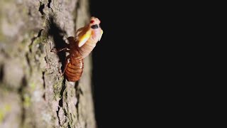 Cicada Trivia: Interesting, bizarre facts about the earsplitting insects preparing to visit Illinoi