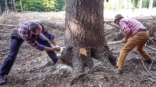 Dangerous Fastest Skill Felling Tree Powerful Chainsaw Machines, World&#39;s Biggest Tree Cutting Down