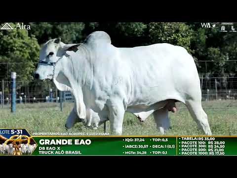 LOTE S31   GRANDE EAO   EAO C 2102