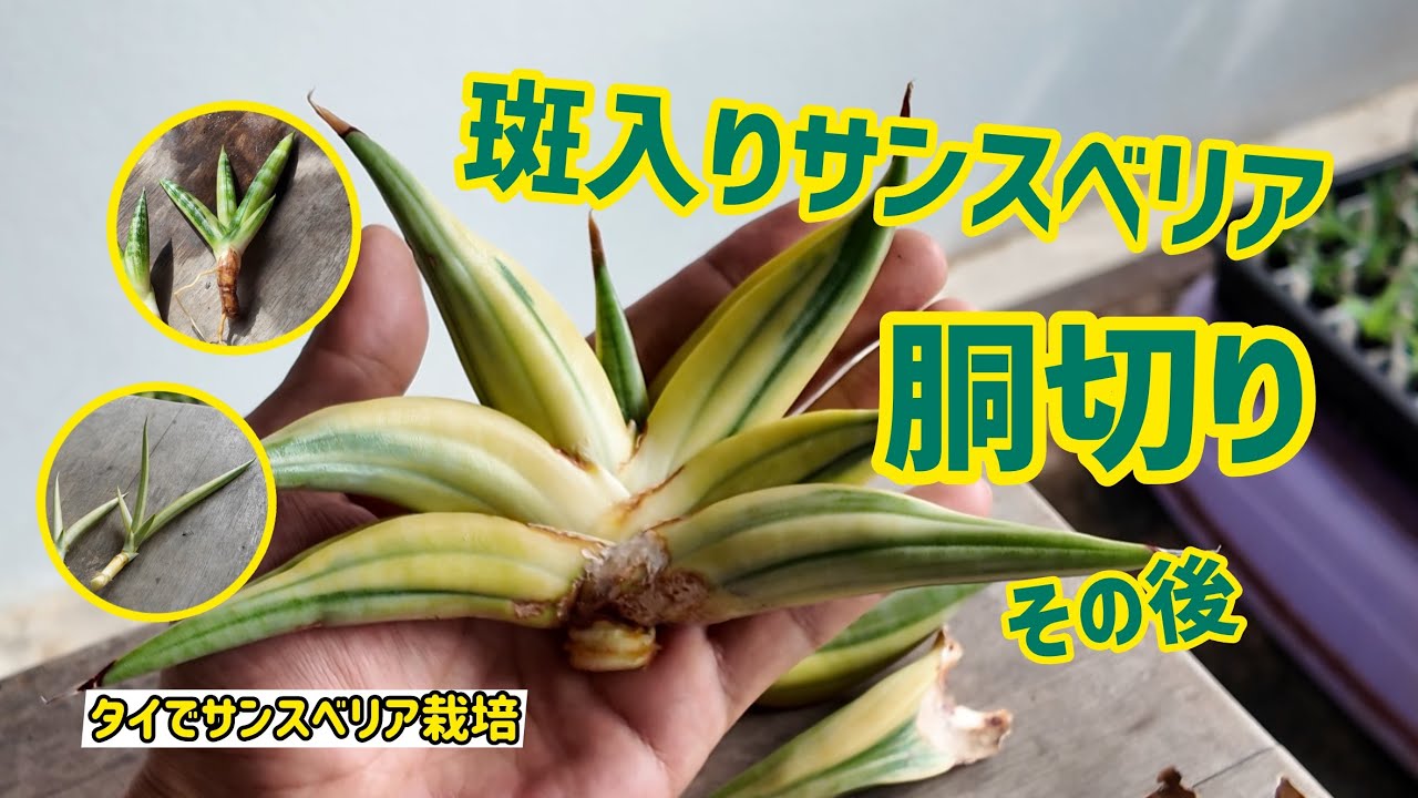 Growing Sansevieria in Thailand] What happened to the variegated