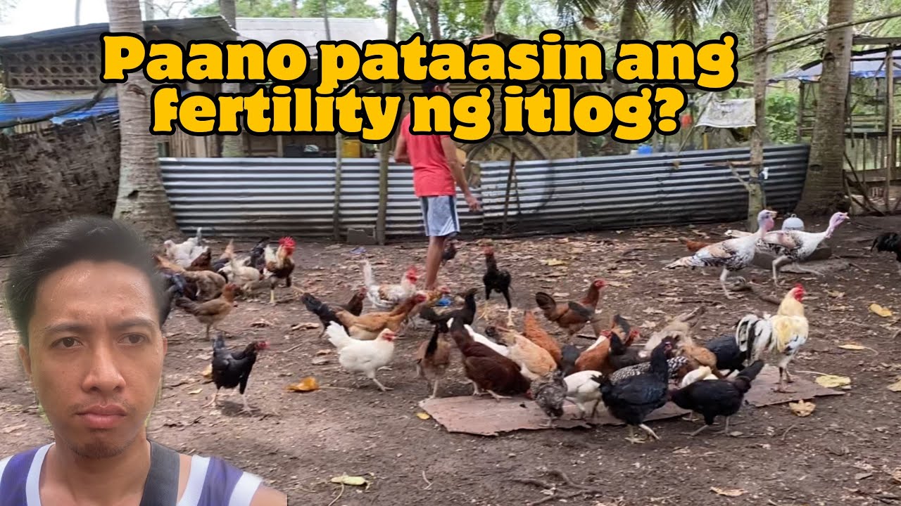 paano-pataasin-ang-fertility-ng-itlog-youtube