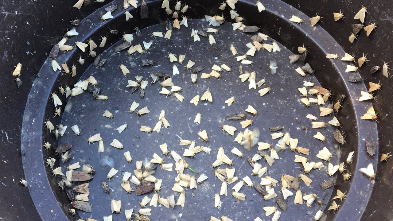 Moth trap August 25th 2025