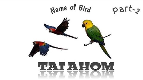 Learn Tai  Ai || Aiton || Name of bird Part-2.