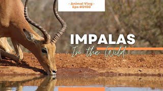 Into the Wild with Impalas 🦌 🌍 📽️ Captivating Encounters Video Compilation of God's Animals