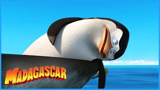 DreamWorks Madagascar | Bill Me! | Penguins of Madagascar Clip | Kids Movies