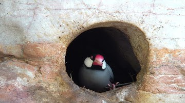 Java Sparrow   4K Video with Kowa TSN99A and Sony RX100VA