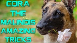 Cora the Malinois  Amazing tricks!
