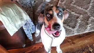 correcting behavior with a Catahoula