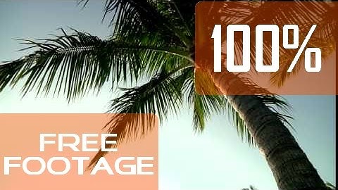 HD Palm Trees Background Footage
