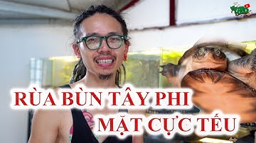 Rùa bùn tây Phi với gương mặt cực tếu - West African mud turtle | WILDVN TV