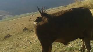 Apbdül Vahap Çeli̇k