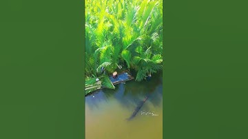 Rừng dừa nước Tịnh Khê - Quảng Ngãi