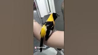 Burung kacer thailand jinak gacor